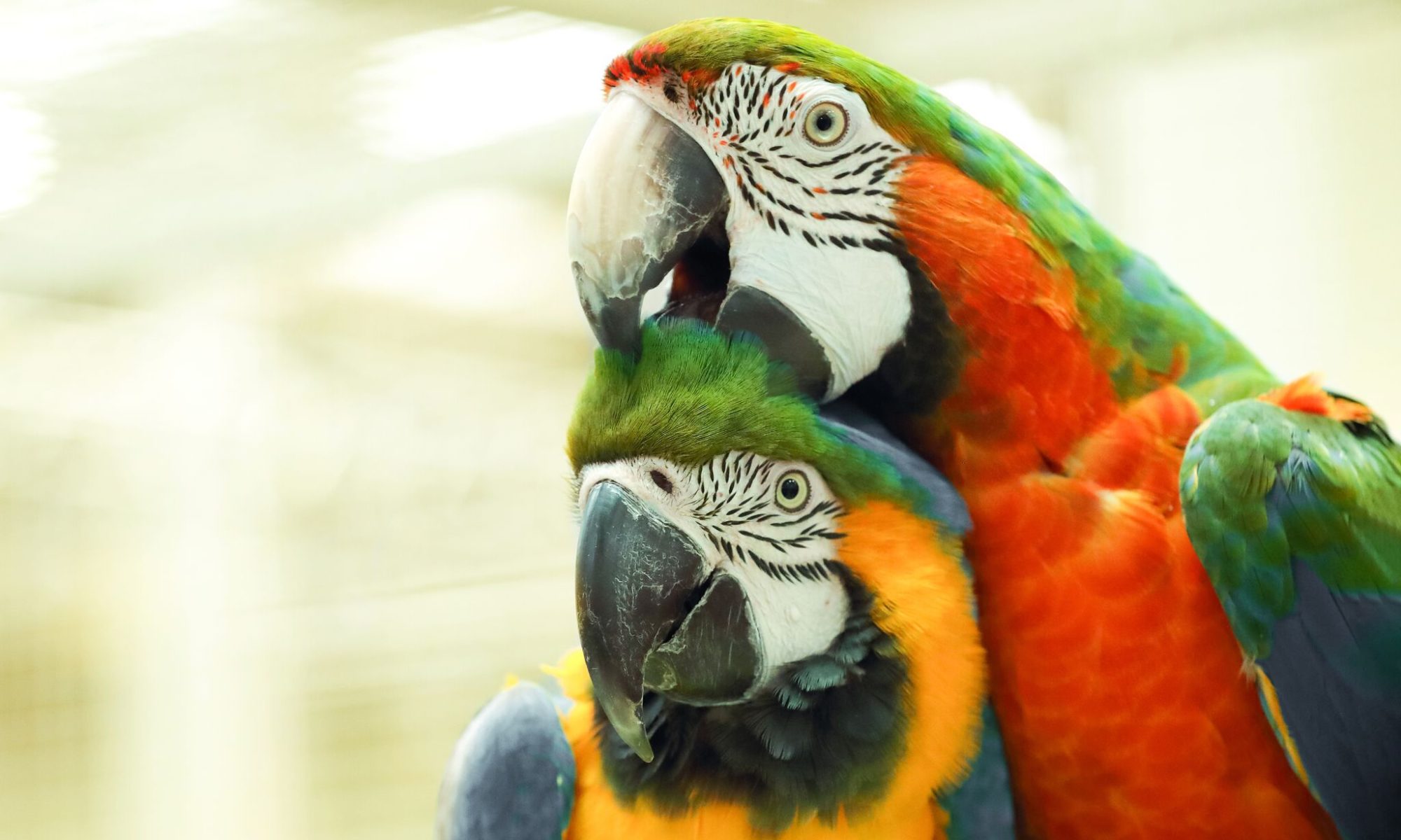 Vögel: Partnervermittlung für einsame Papageien